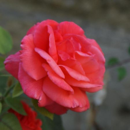 Romantic Gite Nr St Emilion With Private Pool And Views To Die For Pujols  Exteriör bild