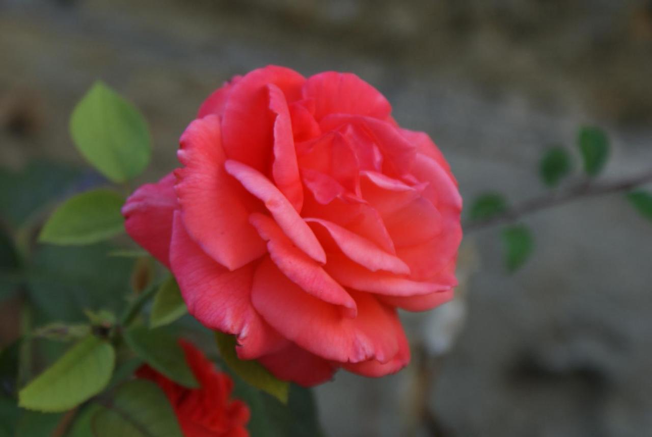 Romantic Gite Nr St Emilion With Private Pool And Views To Die For Pujols  Exteriör bild